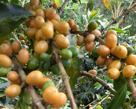 Café Honey Process – Honduras (Single Origin) - 250g