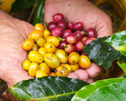 Café Descafeinado – Honduras (koffeinfrei, Single Origin) - 250g