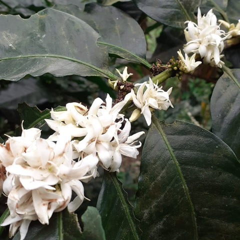 Café Descafeinado – Honduras (koffeinfrei, Single Origin) - 250g