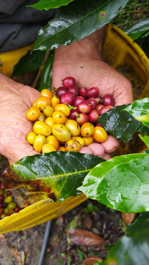 Leuchtende Kaffee-Beeren in offenen Händen